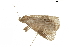  ( - BIOUG36914-E02)  @11 [ ] CreativeCommons - Attribution (2018) CBG Photography Group Centre for Biodiversity Genomics