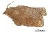  ( - BIOUG36914-E05)  @11 [ ] CreativeCommons - Attribution (2018) CBG Photography Group Centre for Biodiversity Genomics