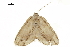  ( - BIOUG36914-E09)  @11 [ ] CreativeCommons - Attribution (2018) CBG Photography Group Centre for Biodiversity Genomics