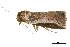  ( - BIOUG36914-E10)  @11 [ ] CreativeCommons - Attribution (2018) CBG Photography Group Centre for Biodiversity Genomics