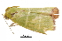  ( - BIOUG36914-F01)  @11 [ ] CreativeCommons - Attribution (2018) CBG Photography Group Centre for Biodiversity Genomics