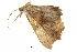  ( - BIOUG36914-F08)  @11 [ ] CreativeCommons - Attribution (2018) CBG Photography Group Centre for Biodiversity Genomics