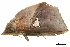  ( - BIOUG36914-F12)  @11 [ ] CreativeCommons - Attribution (2018) CBG Photography Group Centre for Biodiversity Genomics