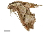  ( - BIOUG36914-G01)  @11 [ ] CreativeCommons - Attribution (2018) CBG Photography Group Centre for Biodiversity Genomics