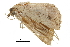  ( - BIOUG36914-G05)  @11 [ ] CreativeCommons - Attribution (2018) CBG Photography Group Centre for Biodiversity Genomics