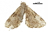  ( - BIOUG36914-G09)  @11 [ ] CreativeCommons - Attribution (2018) CBG Photography Group Centre for Biodiversity Genomics