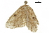  ( - BIOUG36914-H11)  @11 [ ] CreativeCommons - Attribution (2018) CBG Photography Group Centre for Biodiversity Genomics