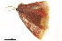  ( - BIOUG36916-A01)  @11 [ ] CreativeCommons - Attribution (2018) CBG Photography Group Centre for Biodiversity Genomics