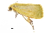  ( - BIOUG36916-A05)  @11 [ ] CreativeCommons - Attribution (2018) CBG Photography Group Centre for Biodiversity Genomics