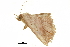  ( - BIOUG36916-C02)  @11 [ ] CreativeCommons - Attribution (2018) CBG Photography Group Centre for Biodiversity Genomics
