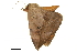  ( - BIOUG36916-D11)  @11 [ ] CreativeCommons - Attribution (2018) CBG Photography Group Centre for Biodiversity Genomics