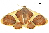  ( - BIOUG36916-E05)  @13 [ ] CreativeCommons - Attribution (2018) CBG Photography Group Centre for Biodiversity Genomics
