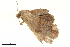  ( - BIOUG36916-F04)  @11 [ ] CreativeCommons - Attribution (2018) CBG Photography Group Centre for Biodiversity Genomics