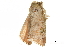  ( - BIOUG36916-G02)  @11 [ ] CreativeCommons - Attribution (2018) CBG Photography Group Centre for Biodiversity Genomics