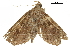  ( - BIOUG36916-G05)  @11 [ ] CreativeCommons - Attribution (2018) CBG Photography Group Centre for Biodiversity Genomics