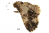  ( - BIOUG36916-G08)  @11 [ ] CreativeCommons - Attribution (2018) CBG Photography Group Centre for Biodiversity Genomics