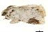  ( - BIOUG36916-G09)  @11 [ ] CreativeCommons - Attribution (2018) CBG Photography Group Centre for Biodiversity Genomics