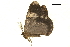  ( - BIOUG36916-H05)  @11 [ ] CreativeCommons - Attribution (2018) CBG Photography Group Centre for Biodiversity Genomics