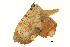  ( - BIOUG36916-H08)  @11 [ ] CreativeCommons - Attribution (2018) CBG Photography Group Centre for Biodiversity Genomics
