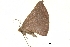  ( - BIOUG36916-H11)  @11 [ ] CreativeCommons - Attribution (2018) CBG Photography Group Centre for Biodiversity Genomics