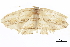  ( - BIOUG36917-A06)  @11 [ ] CreativeCommons - Attribution (2018) CBG Photography Group Centre for Biodiversity Genomics
