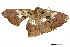  ( - BIOUG36917-A12)  @11 [ ] CreativeCommons - Attribution (2018) CBG Photography Group Centre for Biodiversity Genomics