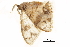  ( - BIOUG36917-B04)  @11 [ ] CreativeCommons - Attribution (2018) CBG Photography Group Centre for Biodiversity Genomics