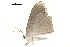  (Micronia pluviosa - BIOUG36917-B06)  @11 [ ] CreativeCommons - Attribution (2018) CBG Photography Group Centre for Biodiversity Genomics