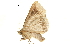  ( - BIOUG36917-D04)  @11 [ ] CreativeCommons - Attribution (2018) CBG Photography Group Centre for Biodiversity Genomics