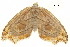  ( - BIOUG36917-D05)  @13 [ ] CreativeCommons - Attribution (2018) CBG Photography Group Centre for Biodiversity Genomics