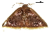  ( - BIOUG36917-D06)  @11 [ ] CreativeCommons - Attribution (2018) CBG Photography Group Centre for Biodiversity Genomics