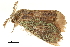  ( - BIOUG36917-D08)  @11 [ ] CreativeCommons - Attribution (2018) CBG Photography Group Centre for Biodiversity Genomics