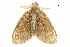  ( - BIOUG36917-D10)  @13 [ ] CreativeCommons - Attribution (2018) CBG Photography Group Centre for Biodiversity Genomics