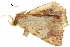  ( - BIOUG36917-E01)  @11 [ ] CreativeCommons - Attribution (2018) CBG Photography Group Centre for Biodiversity Genomics