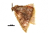  ( - BIOUG36917-E07)  @11 [ ] CreativeCommons - Attribution (2018) CBG Photography Group Centre for Biodiversity Genomics
