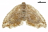 ( - BIOUG36917-F02)  @13 [ ] CreativeCommons - Attribution (2018) CBG Photography Group Centre for Biodiversity Genomics
