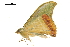  ( - BIOUG36917-F12)  @13 [ ] CreativeCommons - Attribution (2018) CBG Photography Group Centre for Biodiversity Genomics