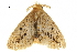  (Rhypotoses phloeochroa - BIOUG36917-G04)  @11 [ ] CreativeCommons - Attribution (2018) CBG Photography Group Centre for Biodiversity Genomics
