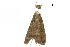  (Labanda umbrosa - BIOUG36917-G06)  @11 [ ] CreativeCommons - Attribution (2018) CBG Photography Group Centre for Biodiversity Genomics