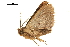  ( - BIOUG36917-G07)  @12 [ ] CreativeCommons - Attribution (2018) CBG Photography Group Centre for Biodiversity Genomics