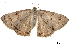  ( - BIOUG36917-G12)  @11 [ ] CreativeCommons - Attribution (2018) CBG Photography Group Centre for Biodiversity Genomics