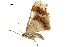  ( - BIOUG36917-H03)  @13 [ ] CreativeCommons - Attribution (2018) CBG Photography Group Centre for Biodiversity Genomics