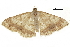  ( - BIOUG36917-H04)  @11 [ ] CreativeCommons - Attribution (2018) CBG Photography Group Centre for Biodiversity Genomics