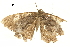  ( - BIOUG36917-H05)  @11 [ ] CreativeCommons - Attribution (2018) CBG Photography Group Centre for Biodiversity Genomics