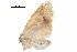  ( - BIOUG36917-H07)  @11 [ ] CreativeCommons - Attribution (2018) CBG Photography Group Centre for Biodiversity Genomics