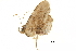  ( - BIOUG36917-H10)  @11 [ ] CreativeCommons - Attribution (2018) CBG Photography Group Centre for Biodiversity Genomics