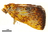  ( - BIOUG36919-A01)  @12 [ ] CreativeCommons - Attribution (2018) CBG Photography Group Centre for Biodiversity Genomics