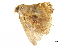  ( - BIOUG36919-A03)  @11 [ ] CreativeCommons - Attribution (2018) CBG Photography Group Centre for Biodiversity Genomics