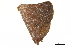  ( - BIOUG36919-A06)  @11 [ ] CreativeCommons - Attribution (2018) CBG Photography Group Centre for Biodiversity Genomics