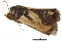  (Paectes poliotis - BIOUG36919-A12)  @11 [ ] CreativeCommons - Attribution (2018) CBG Photography Group Centre for Biodiversity Genomics